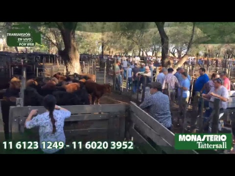 Especial de vientres e invernada - Monasterio Tattersall