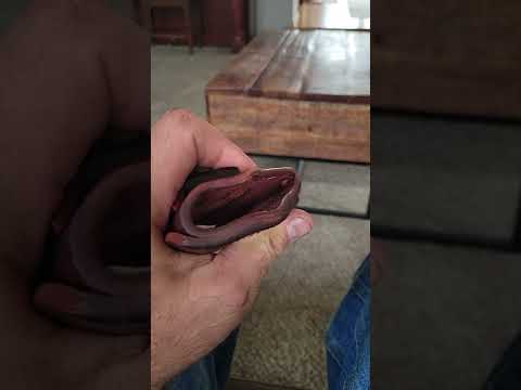 *Update* On 1791 holster for 1911 please watch prior video first #1791 #1911 #holster #review
