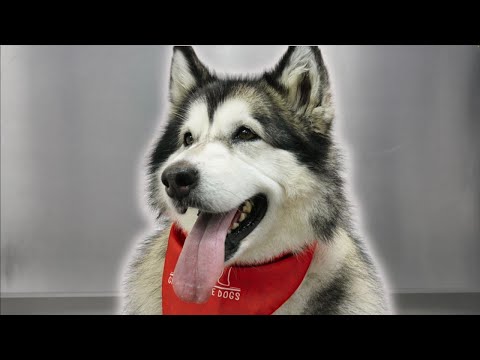 Vicious growling Alaskan Malamute
