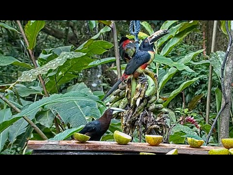 Oropendolas, Aracaris, Jays And More On The Panama Fruit Feeder – Jan. 25, 2021