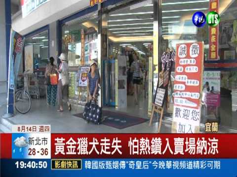 黃金獵犬走失 怕熱鑽入賣場納涼