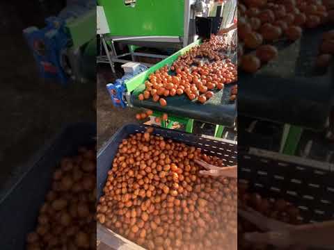 Kadıoğlu MAGNUM Ceviz Soyma Makinesi Taze Ceviz Performansı - Sapanca