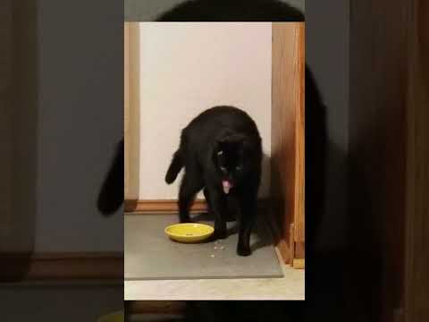 daydreaming cat's (Nermeen & Curly) eating breakfast