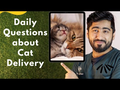 All About Cat Delivery | Questions before & after delivery asked by owner || Animalia dot pk