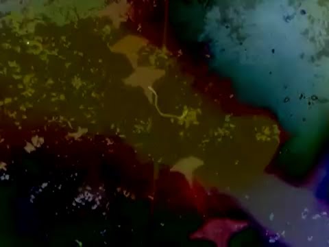 (ᶜᵒᵘⁿᵗʳʸ ᵐⁱˡᵉ) Neutral Milk Hotel - A Baby For Pree / Glow Into You