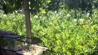 Fallen Feathers Release #3