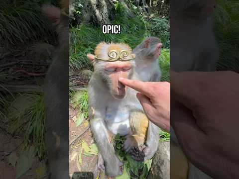 král(ovna) opic #zvířata #komedie #sranda #vtip #vtipnávidea #czsk