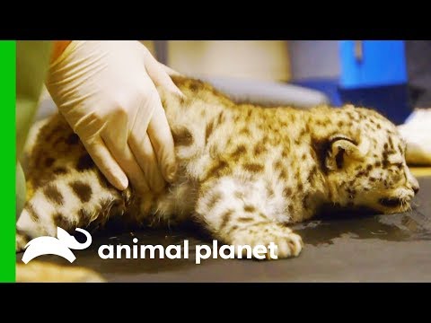 Snow Leopard Cub Starts Physical Therapy to Help Her Learn to Walk