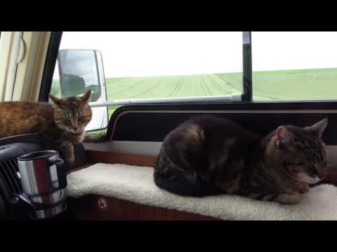Katzen auf Fahrt