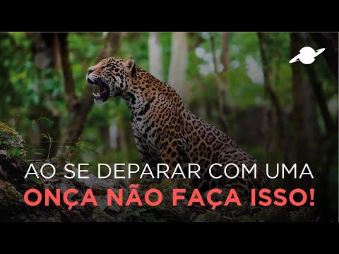 Learn what to do when you encounter a jaguar.