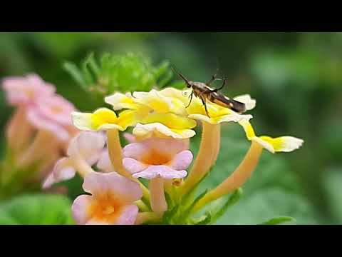 MOSQUTO / TAKING FOOD / FLOWER / HONEY / DIDDI SATHISH / PHOTOGRAPHY / NATURE