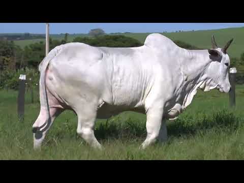 SERVIA FIV DA HRO - ASPIRAÇÃO