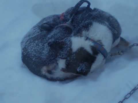 Akaskero Lapland Dogsled -Chiens de traineau en Laponie