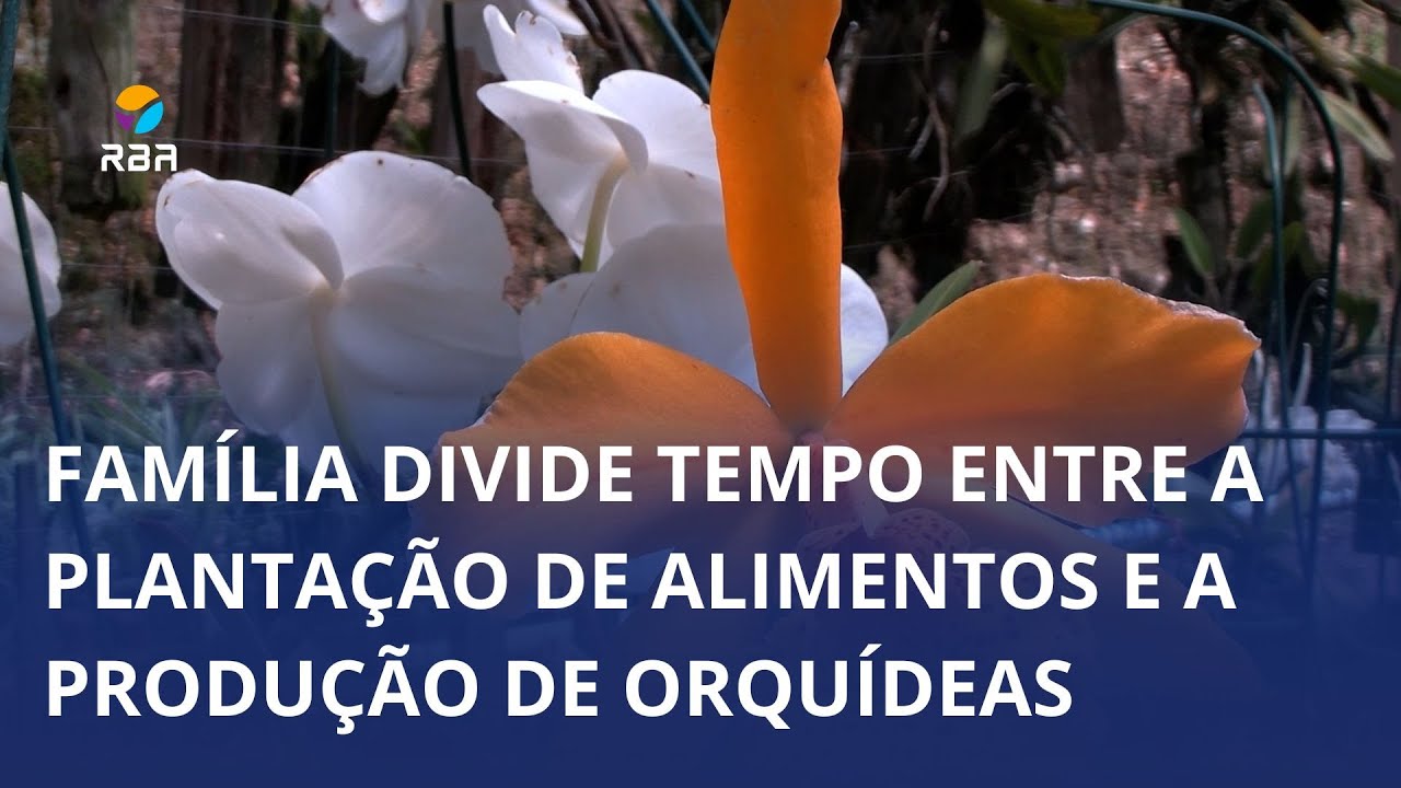 Família de Ituporanga divide o tempo entre a plantação de cebola e milho e a produção de orquídeas