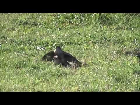 1  Ein Sperber hat einen Grünspecht erbäutet   krahulec ulovil zlnu zelenu