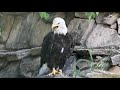 Bald Eagle Yawn