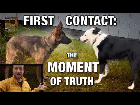 How to Avoid Disaster When Introducing a New Dog