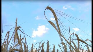 Дела житейские: житница региона – Сальский район 