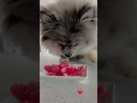 Yuri loves sashimi of any kind🍣😋❤️| funny dog story |#shorts #dog ￼