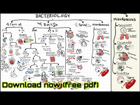Bacteriology Photographic Flowchart  (bacteria -cocci, bacili, spiral & miscellaneous)