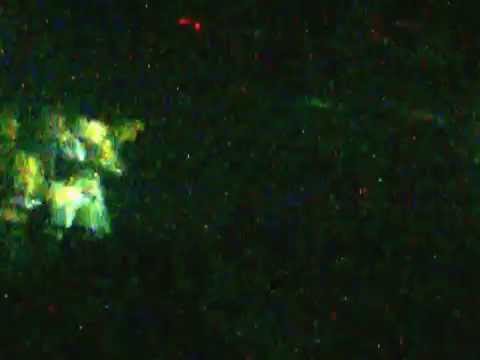 Rata blanca   ituzaingo   vivo   21 03 14 (1)