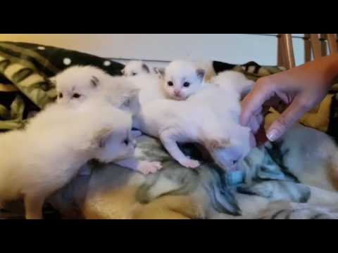 Sumun vauvat 3 viikkoa ikää