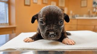 We Rescued a Tiny Puppy who Lost her Mom