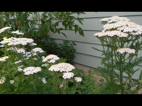 Yarrow Benefits and Uses