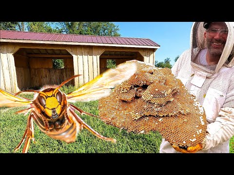 Hornets ATTACK Horses! GIANT Hornets Nest Removed From Horse Stall!