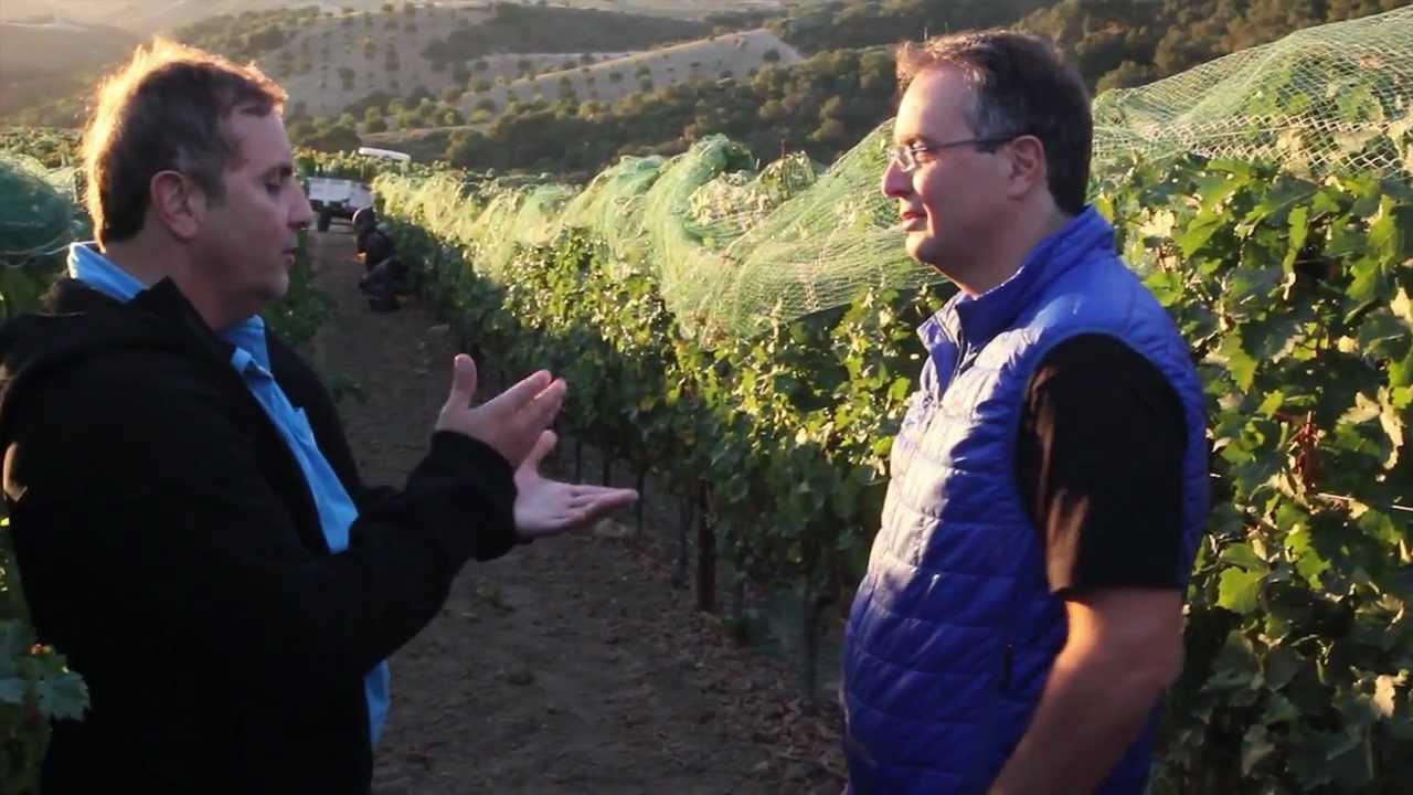 DAOU Vineryards Harvest Story