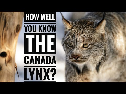 Canada Lynx || Description, Characteristics and Facts!