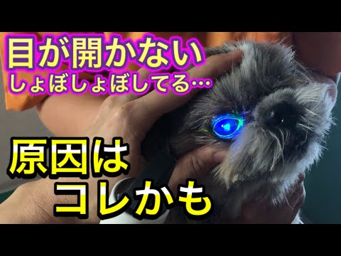 犬の結膜炎 – 認識し、治療し、予防します。