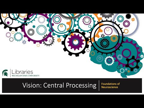 Chapter 20 - Vision: Central Processing