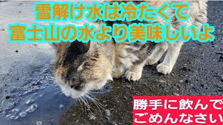 雪解け水を美味しそうに飲む近所の三毛猫🙀おやつの時間に甘えてくる可愛らしさ100点満点