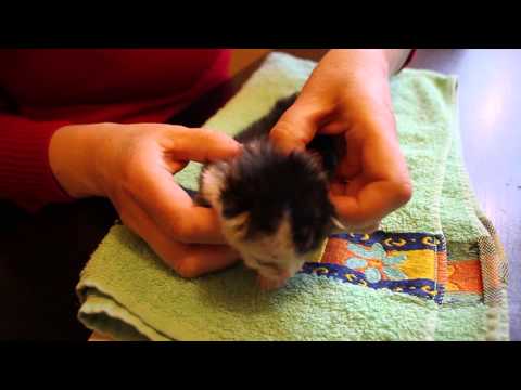Hand-rearing kittens at Yorkshire Cat Rescue
