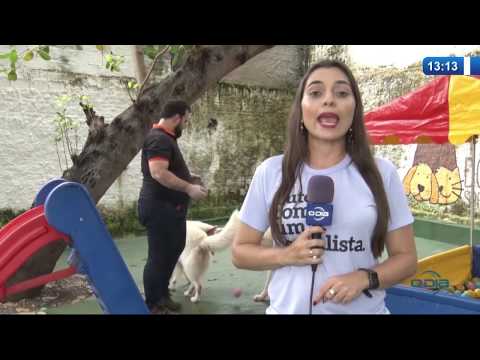 O Dia News 12 03 20  Teresina passa a contar com legislacão especiÌfica sobre hoteÌis para pet