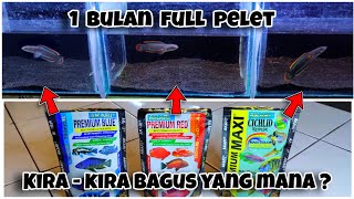 Download lagu Progress Channa Limbata Full Pakan Pelet Premium RED, BLUE dan MAXI mp3