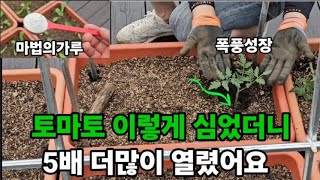 토마토모종 한개로 사돈에 팔촌까지 나눠먹는 방법 #토마토심는법 #토마토많이열리게하는법 #토마토모종심기 #토마…