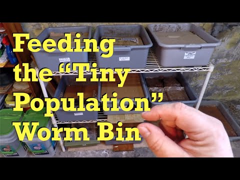 "Tiny population" worm bin gets a hearty feeding at day 68 - vermicompost