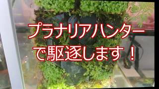 製作途中の苔水槽、プラナリア発生と色々と②
