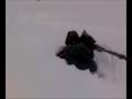 Snow Dogs Bear
