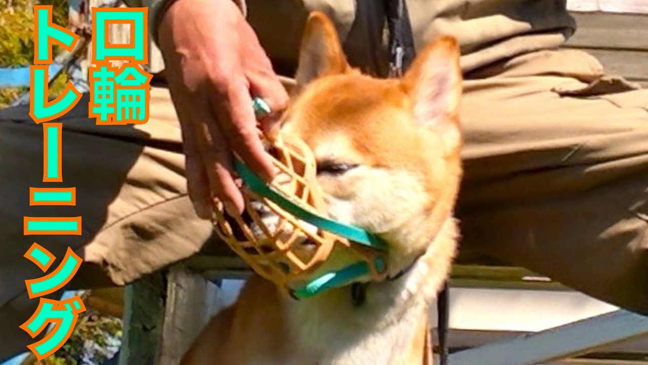 【噛み犬】柴犬Mix マズル（口輪）トレーニング三回目