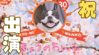 「きょうのわんこ」に出演しました！😆