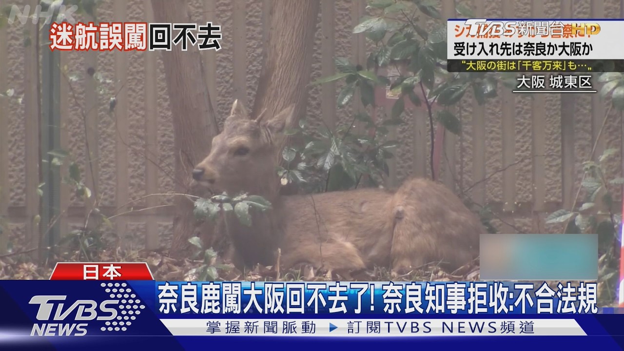 影音/奈良鹿闖大阪回不去了! 奈良知事拒收:不合法規