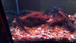 murray cod vs gold fish (albert)