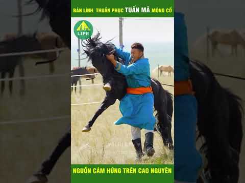 , title : 'Cách thuần phục Ngựa Hoang đầy bản lĩnh của người Mông Cổ | Khám phá 1a1 #Shorts'