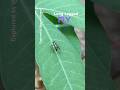 Dolichopodidae Long Legged Fly (Condylostylus patibulatus)—#longleggedfly #shorts #fly #insect #asmr