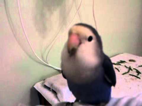 Happy Birthday Deena From the Littles