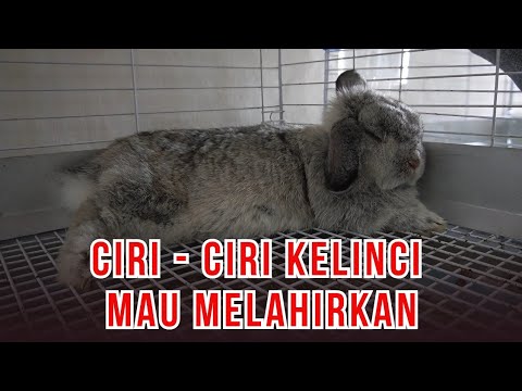 Signs That a Rabbit is About to Give Birth and How to Properly Prepare for Birth