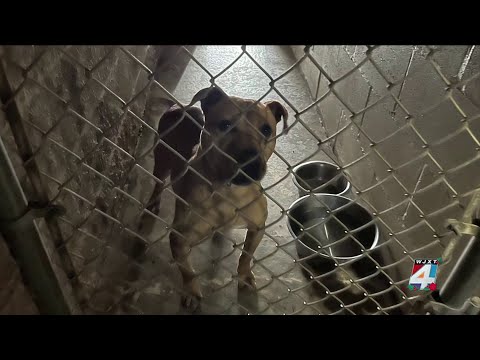 Florida urgent care helps animal shelter